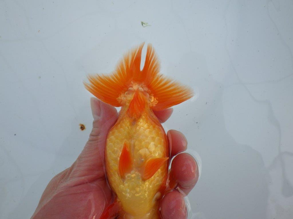 【愛知 石丸満春 氏】素晴らしい雰囲気!上物らんちゅう　 約13㎝オス？