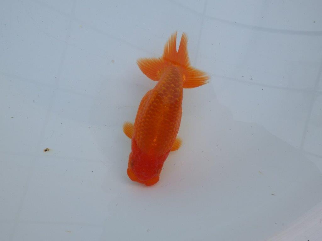 【愛知 石丸満春 氏】素晴らしい雰囲気!上物らんちゅう　 約13㎝オス？