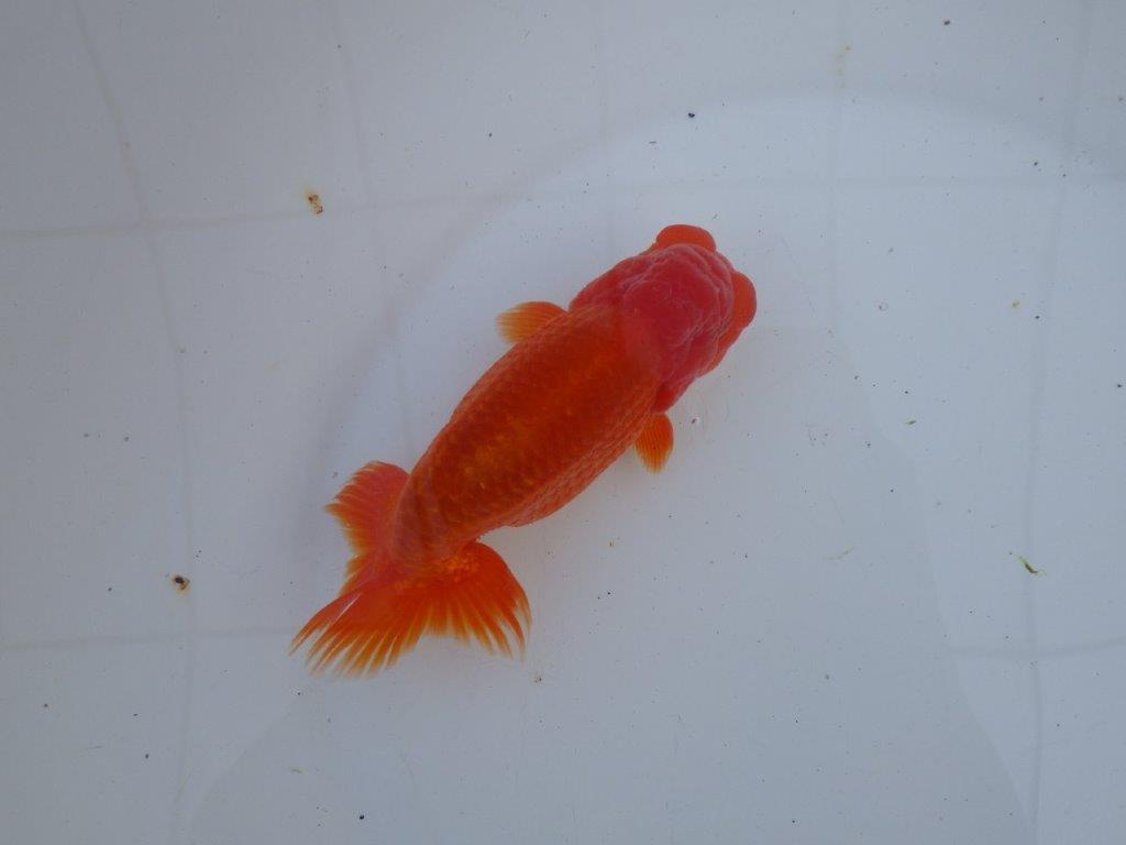 【愛知 石丸満春 氏】上物らんちゅう　 約15㎝オス？