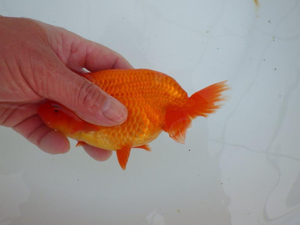 【愛知 石丸満春 氏】上物らんちゅう　 約15㎝オス？