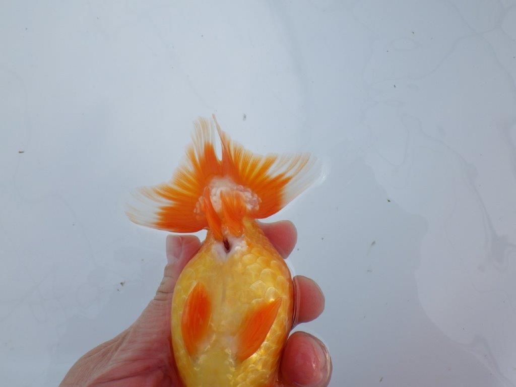 【なおちん金魚氏】成長力のある系統 明け二歳らんちゅう 約14,5㎝ オス 尾型も背も良い