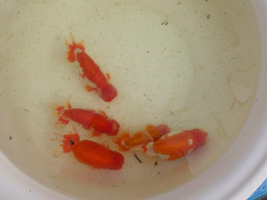 【なおちん金魚氏】成長力のある系統 明け二歳らんちゅう 約14,5㎝ オス 尾型も背も良い