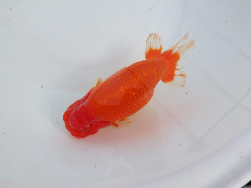 【なおちん金魚氏】成長力のある系統 明け二歳らんちゅう 約17㎝ メス 体高があります!