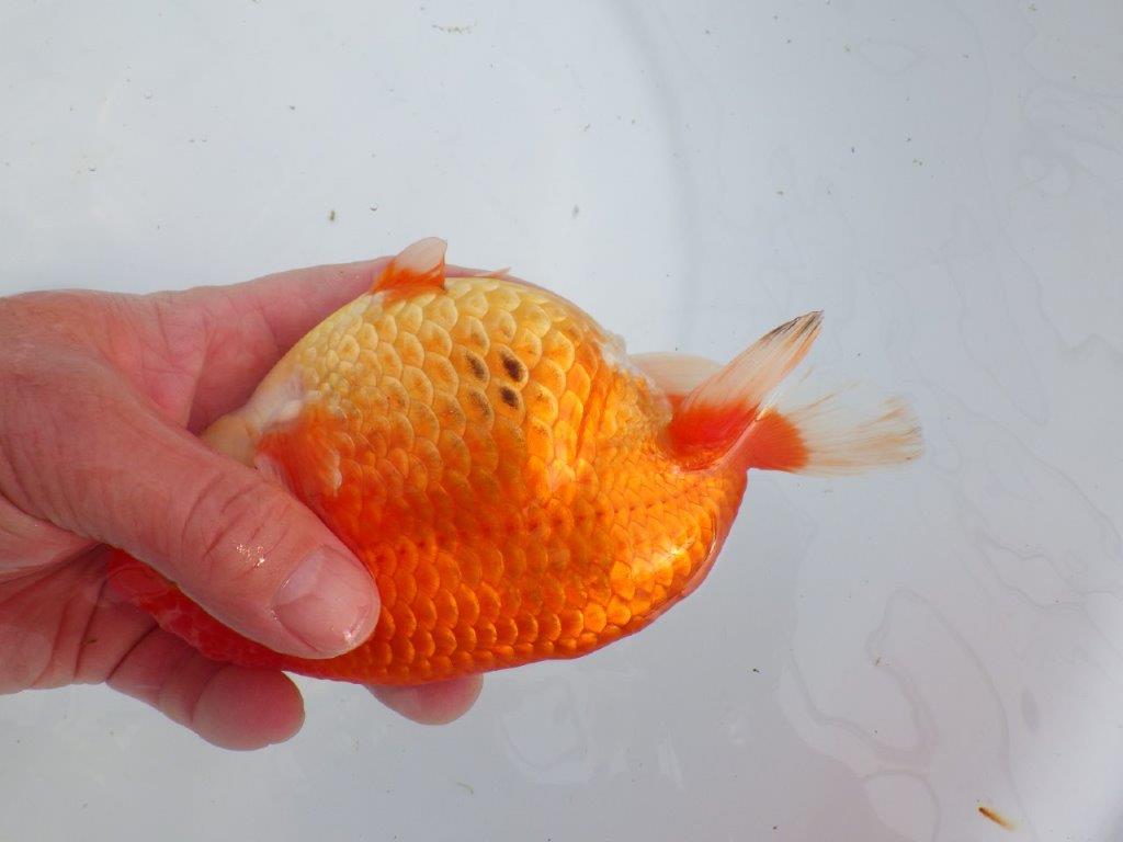 【なおちん金魚氏】成長力のある系統 明け二歳らんちゅう 約17㎝ メス 体高があります!