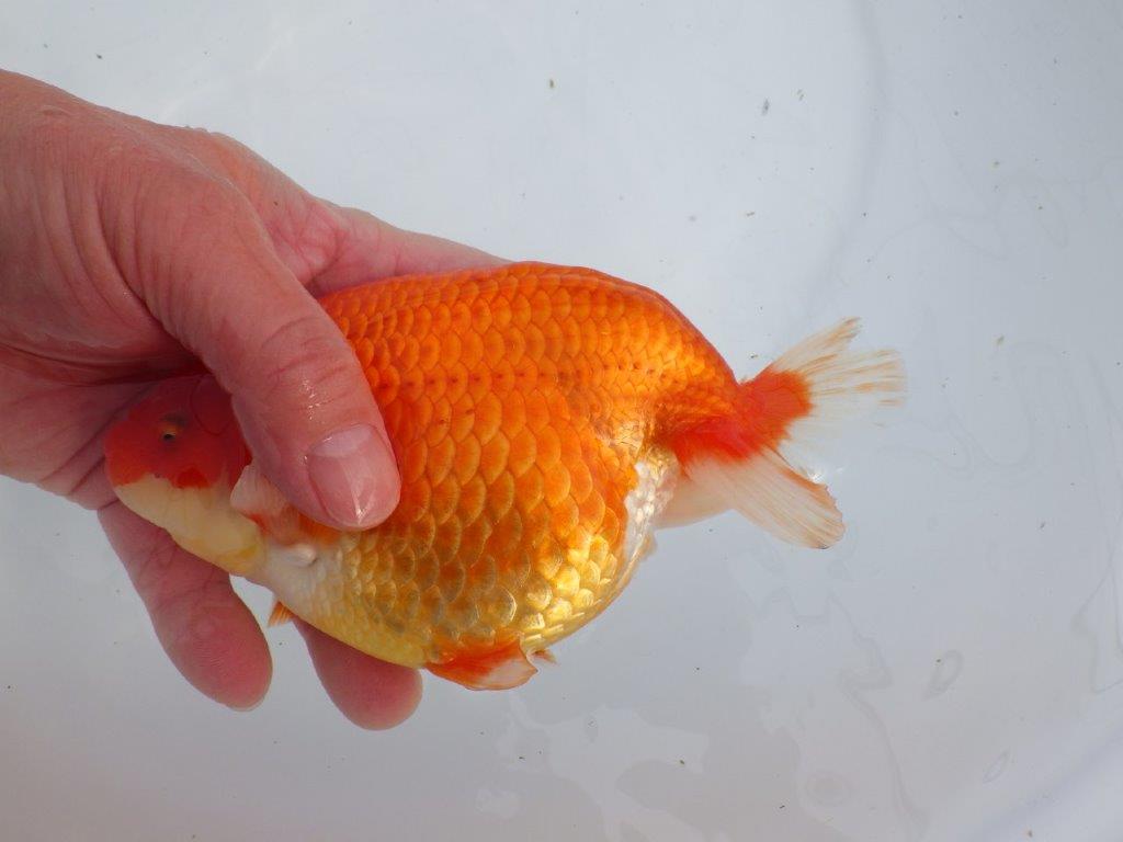 【なおちん金魚氏】成長力のある系統 明け二歳らんちゅう 約17㎝ メス 体高があります!