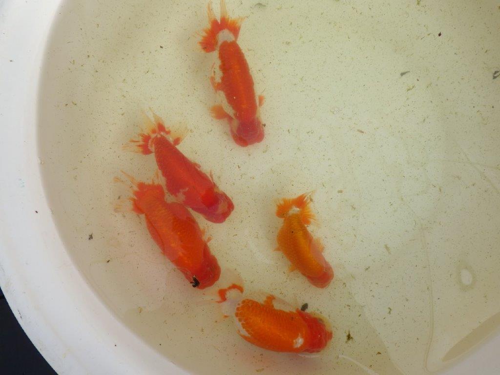 【なおちん金魚氏】成長力のある系統 明け二歳らんちゅう 約17㎝ メス 体高があります!