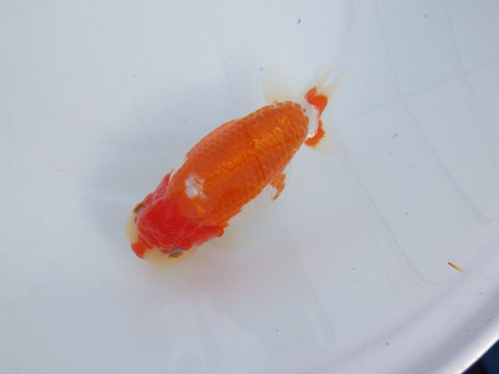 【なおちん金魚氏】成長力のある系統 明け二歳らんちゅう 約16㎝ メス 腹付きが良くなりました！