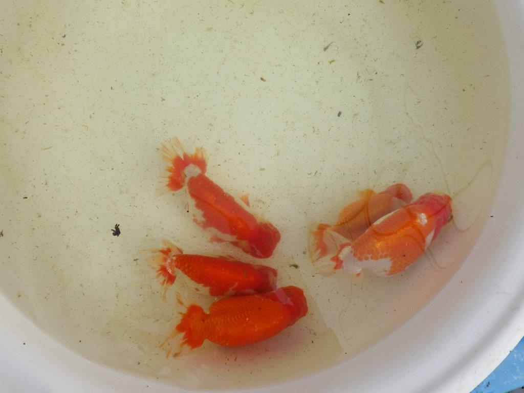 【なおちん金魚氏】成長力のある系統 明け二歳らんちゅう 約16㎝ メス 腹付きが良くなりました！