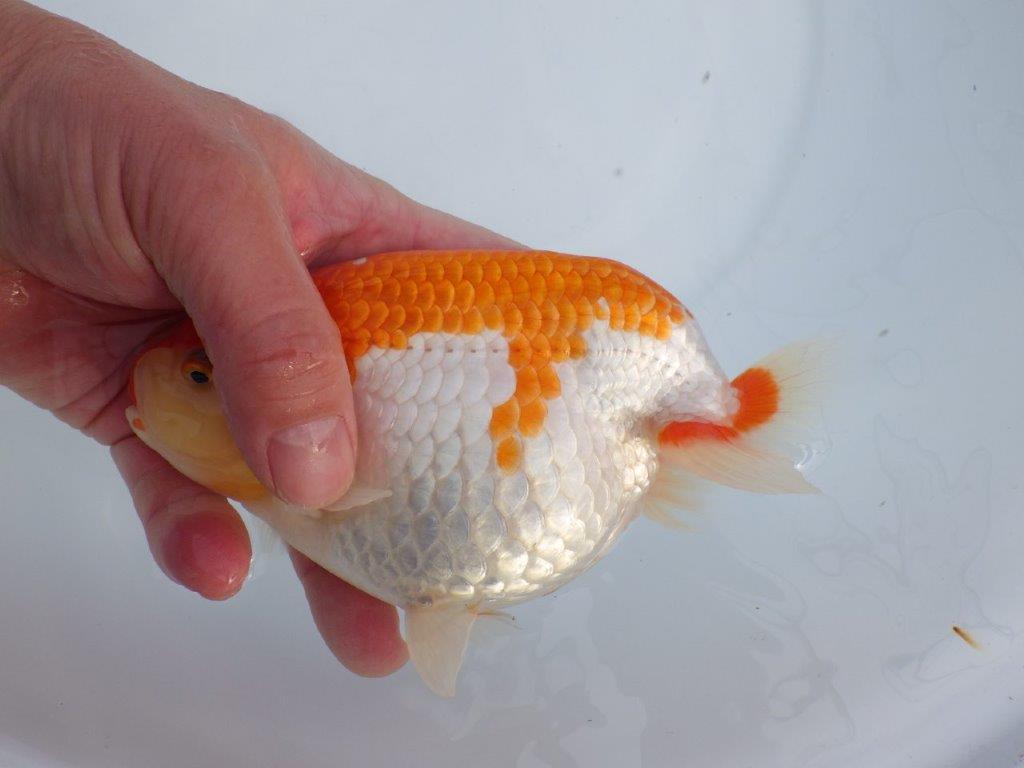 【なおちん金魚氏】成長力のある系統 明け二歳らんちゅう 約16㎝ メス 腹付きが良くなりました！
