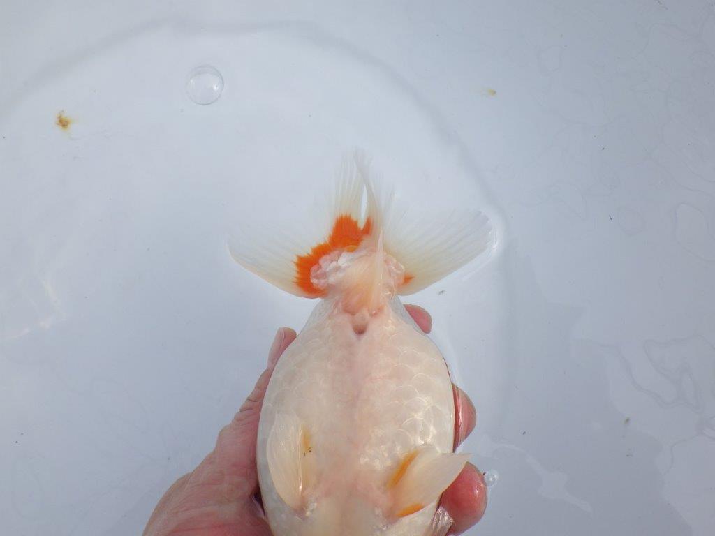 【なおちん金魚氏】成長力のある系統 明け二歳らんちゅう 約16㎝ メス 腹付きが良くなりました！