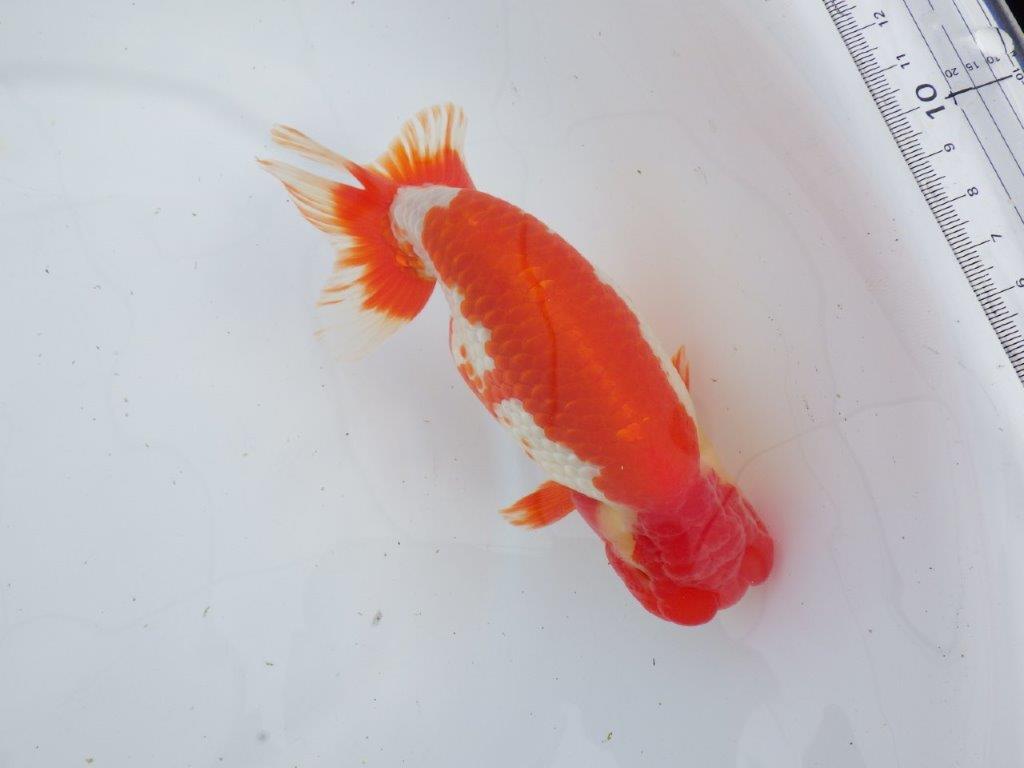 【なおちん金魚氏】成長力のある系統 明け二歳らんちゅう 約17㎝ オス 色艶が良い更紗！