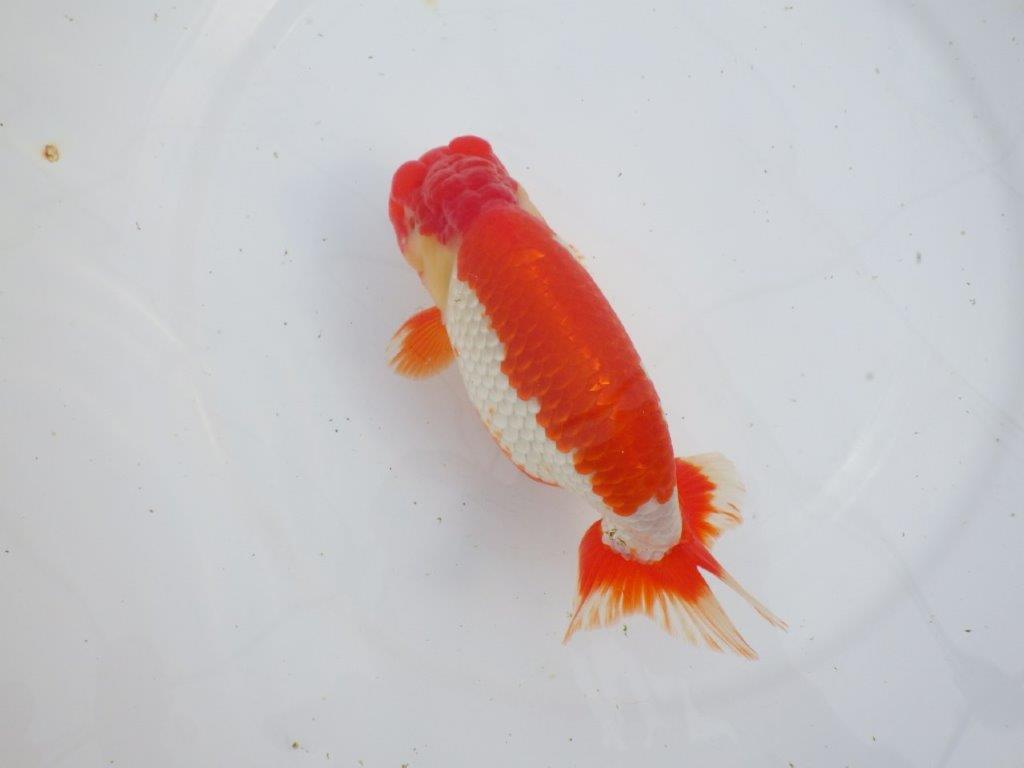 【なおちん金魚氏】成長力のある系統 明け二歳らんちゅう 約17㎝ オス 色艶が良い更紗！