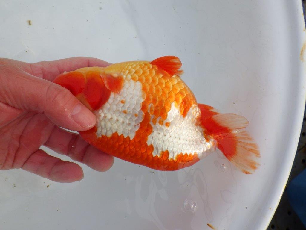 【なおちん金魚氏】成長力のある系統 明け二歳らんちゅう 約17㎝ オス 色艶が良い更紗！
