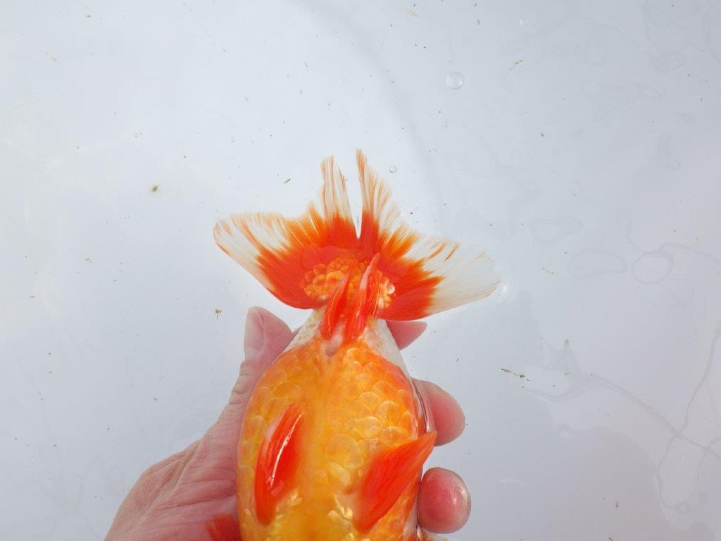【なおちん金魚氏】成長力のある系統 明け二歳らんちゅう 約17㎝ オス 色艶が良い更紗！