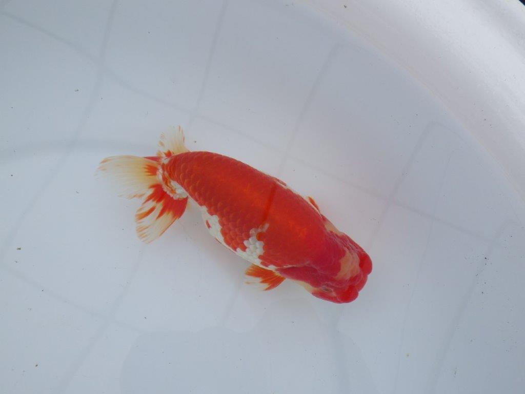 【なおちん金魚氏】成長力のある系統 明け二歳らんちゅう 約16,5㎝ オス 美しい更紗!