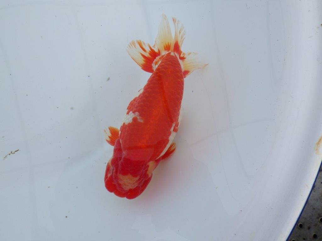 【なおちん金魚氏】成長力のある系統 明け二歳らんちゅう 約16,5㎝ オス 美しい更紗!