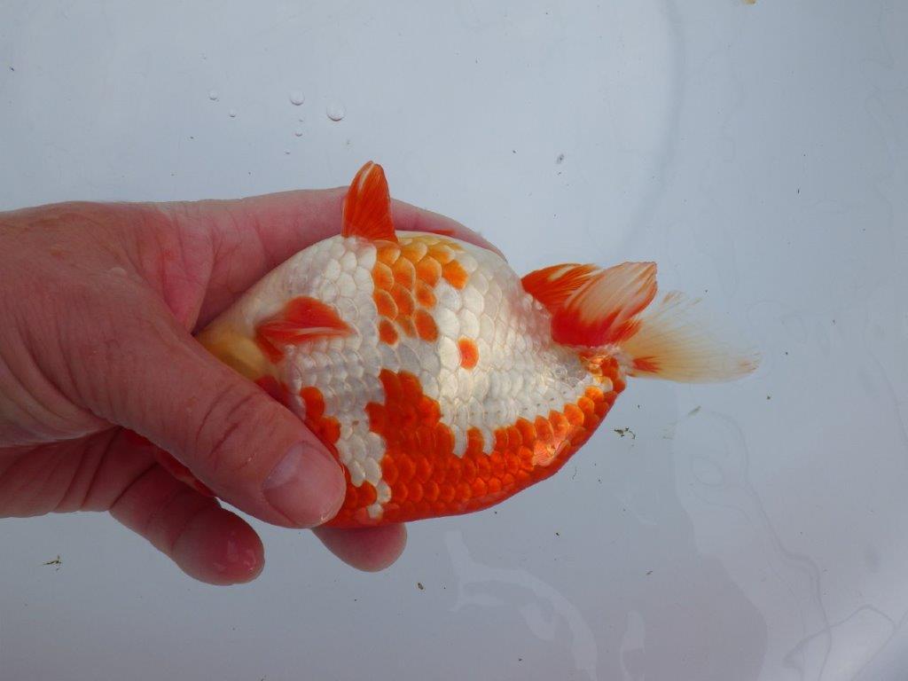 【なおちん金魚氏】成長力のある系統 明け二歳らんちゅう 約16,5㎝ オス 美しい更紗!