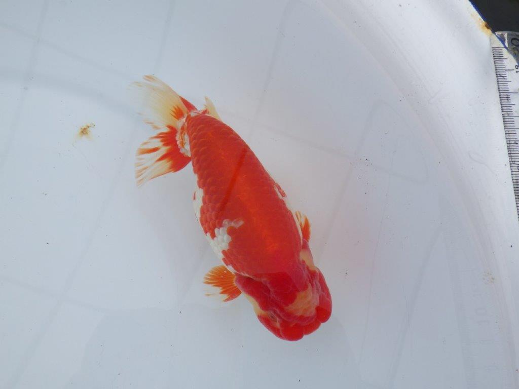 【なおちん金魚氏】成長力のある系統 明け二歳らんちゅう 約16,5㎝ オス 美しい更紗!