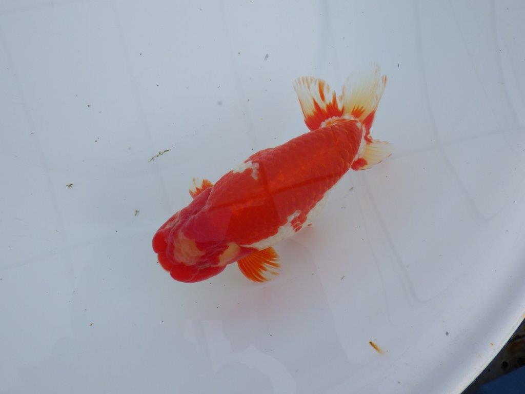 【なおちん金魚氏】成長力のある系統 明け二歳らんちゅう 約16,5㎝ オス 美しい更紗!