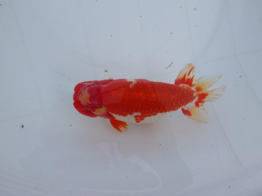 【なおちん金魚氏】成長力のある系統 明け二歳らんちゅう 約16,5㎝ オス 美しい更紗!