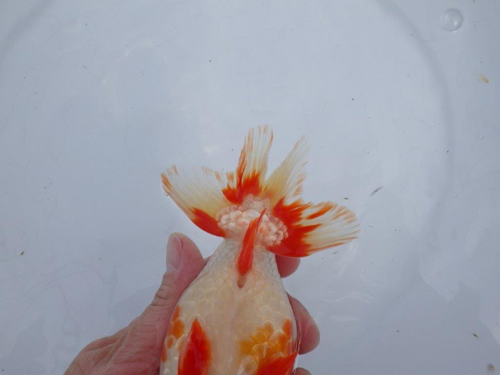 【なおちん金魚氏】成長力のある系統 明け二歳らんちゅう 約16,5㎝ オス 美しい更紗!