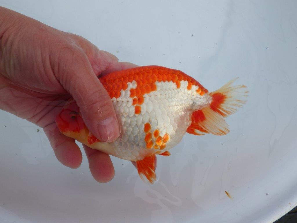 【なおちん金魚氏】成長力のある系統 明け二歳らんちゅう 約16,5㎝ オス 美しい更紗!