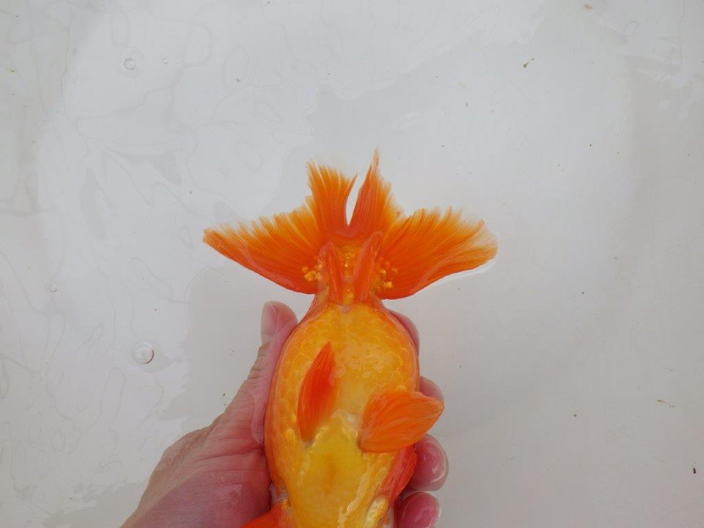 【なおちん金魚氏】大迫力!明け三歳らんちゅう 約17㎝ オス ホ白がワンポイントで可愛い