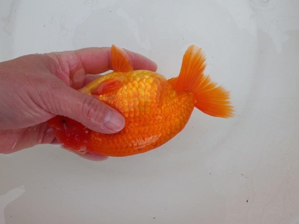 【なおちん金魚氏】大迫力!明け三歳らんちゅう 約17㎝ オス ホ白がワンポイントで可愛い