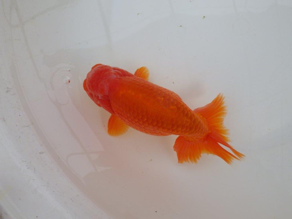 【なおちん金魚氏】大迫力!明け三歳らんちゅう 約17㎝ オス ホ白がワンポイントで可愛い