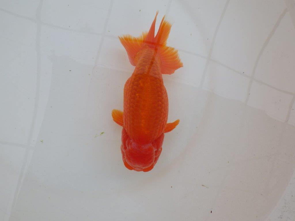 【なおちん金魚氏】大迫力!明け三歳らんちゅう 約17㎝ オス ホ白がワンポイントで可愛い