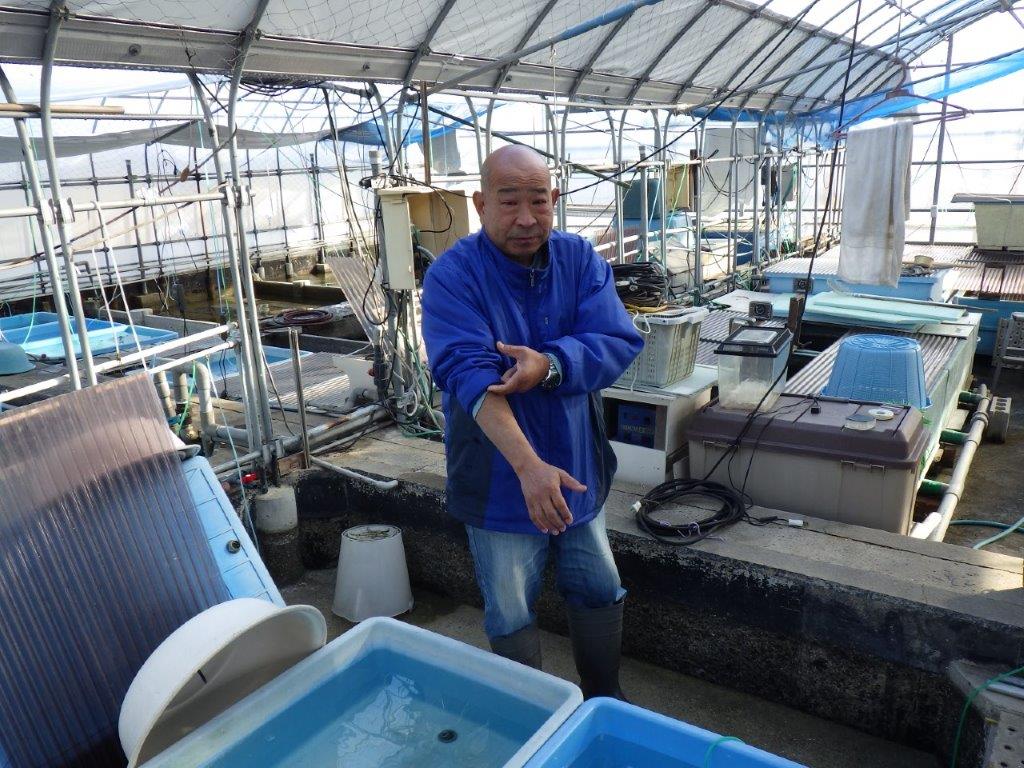 【なおちん金魚氏】大迫力!明け三歳らんちゅう 約17㎝ オス ホ白がワンポイントで可愛い