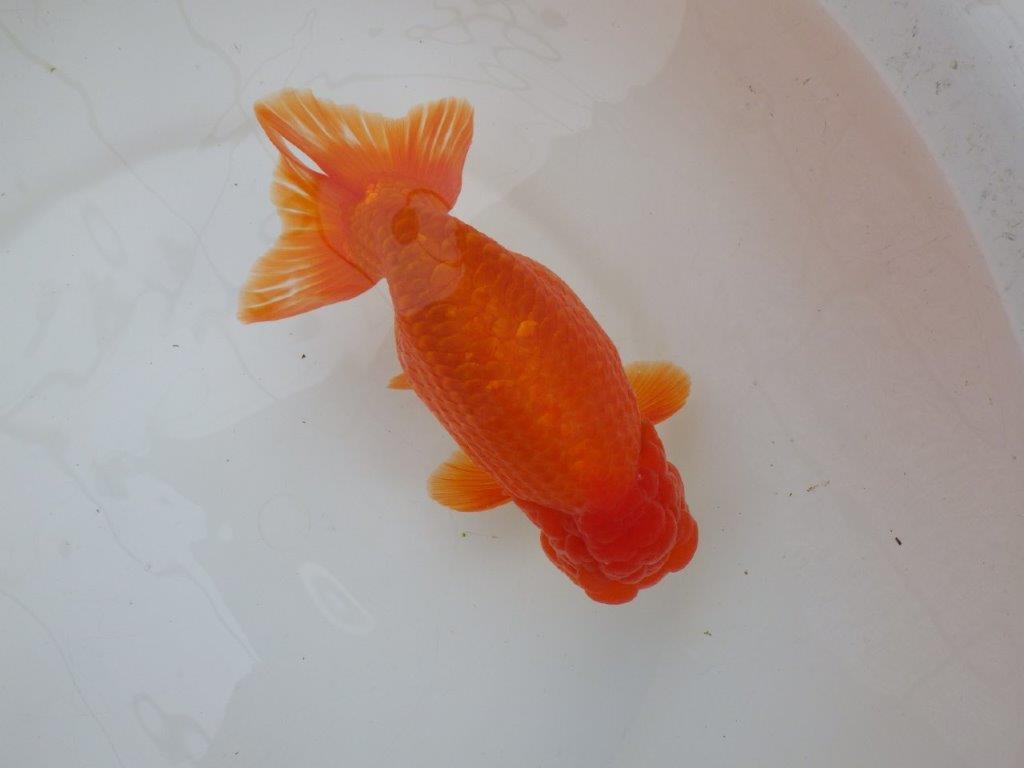 【なおちん金魚氏】大迫力！明け三歳らんちゅう 約17,5㎝ オス上質な魚っぷり