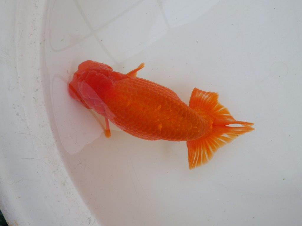 【なおちん金魚氏】大迫力！明け三歳らんちゅう 約17,5㎝ オス上質な魚っぷり