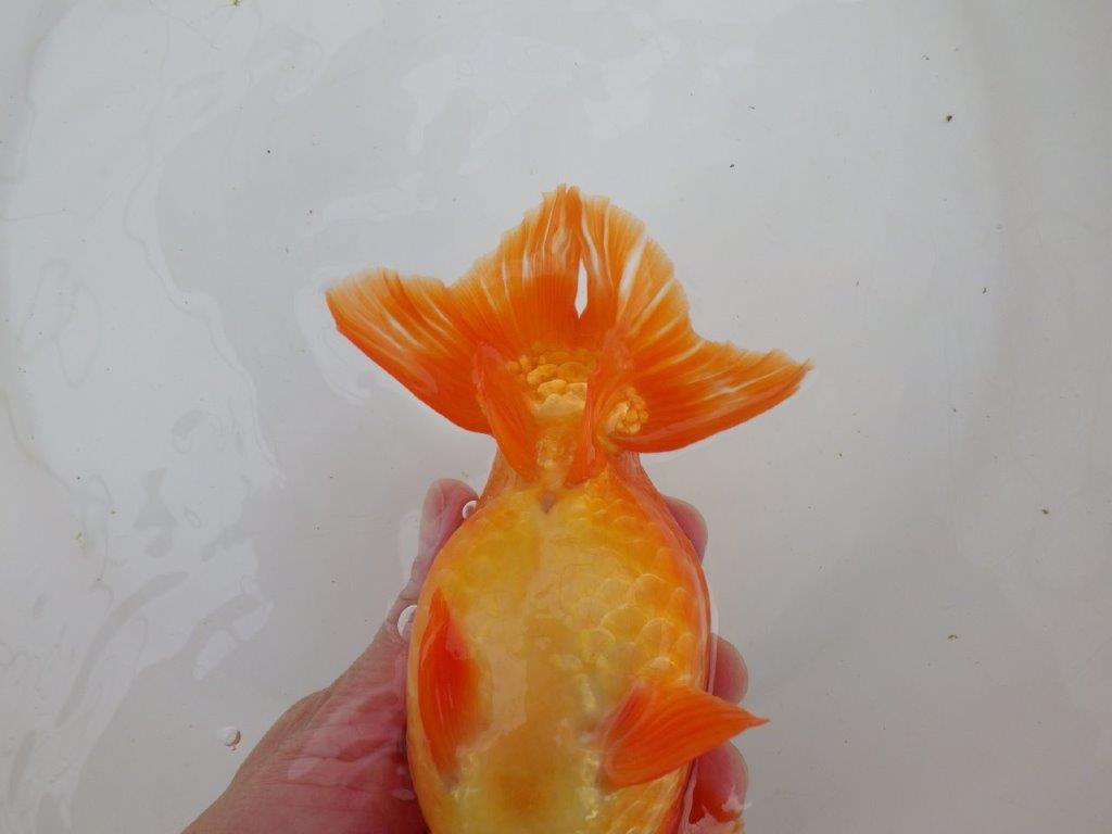 【なおちん金魚氏】大迫力！明け三歳らんちゅう 約17,5㎝ オス上質な魚っぷり