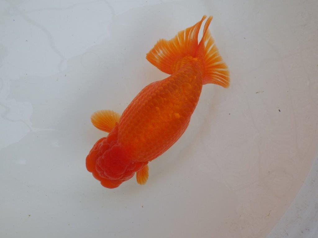 【なおちん金魚氏】大迫力！明け三歳らんちゅう 約17,5㎝ オス上質な魚っぷり