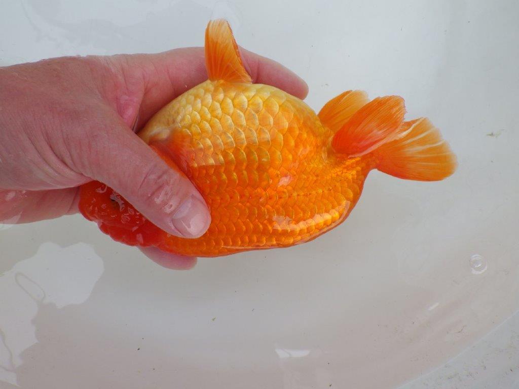 【なおちん金魚氏】大迫力！明け三歳らんちゅう 約17,5㎝ オス上質な魚っぷり