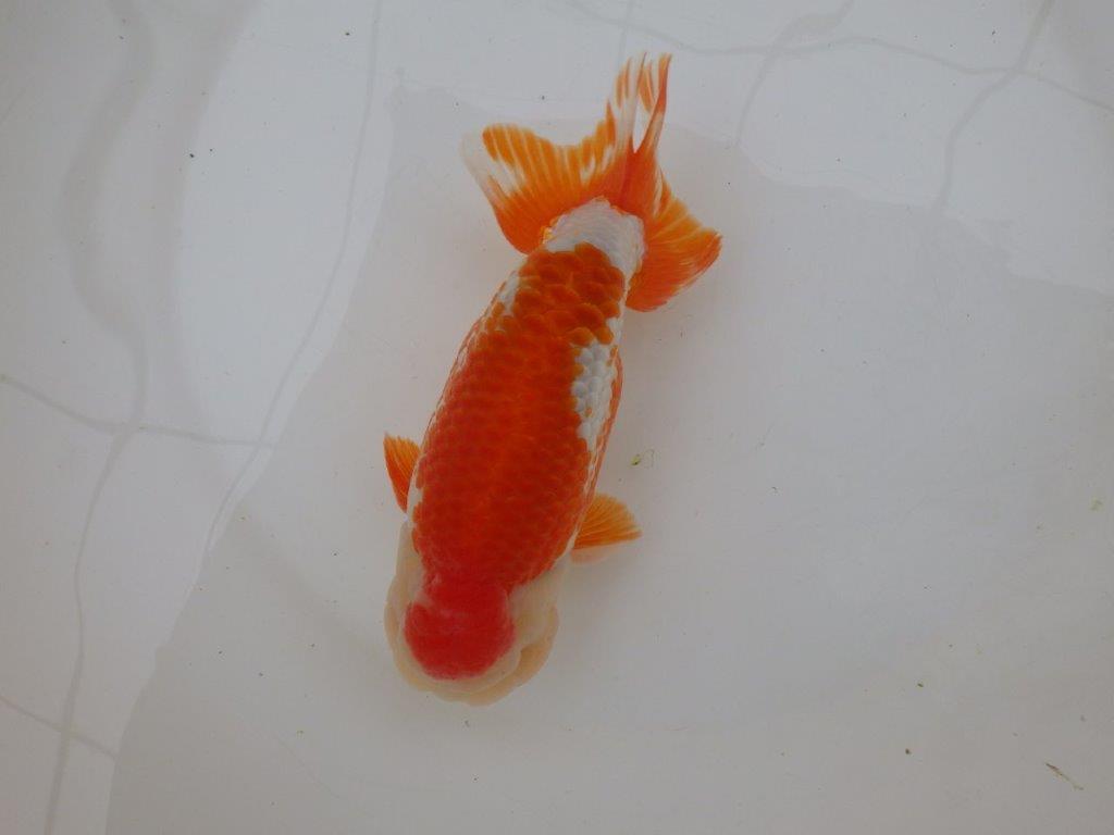 【なおちん金魚氏】大迫力！明け三歳らんちゅう 約17,5㎝ オス綺麗な更紗！！