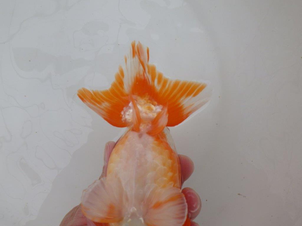 【なおちん金魚氏】大迫力！明け三歳らんちゅう 約17,5㎝ オス綺麗な更紗！！