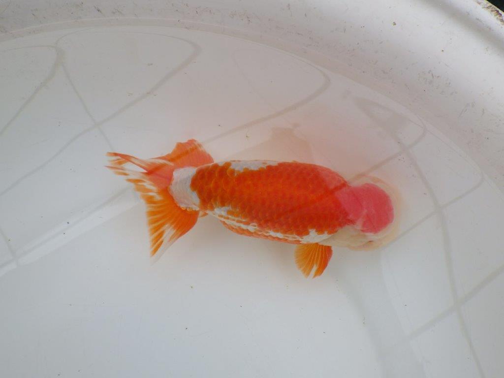 【なおちん金魚氏】大迫力！明け三歳らんちゅう 約17,5㎝ オス綺麗な更紗！！