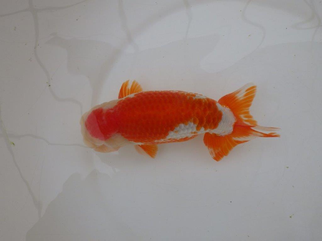 【なおちん金魚氏】大迫力！明け三歳らんちゅう 約17,5㎝ オス綺麗な更紗！！