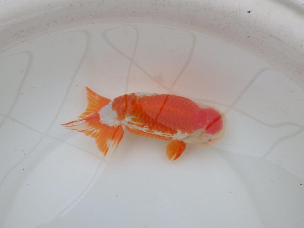 【なおちん金魚氏】大迫力！明け三歳らんちゅう 約17,5㎝ オス綺麗な更紗！！