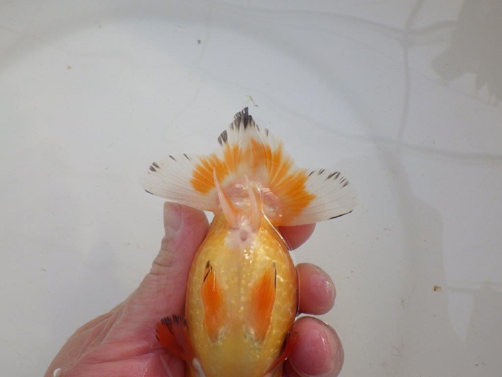 【岐阜超フンタンブリーダー】背中のラインが綺麗で水槽映え明け二歳らんちゅう 約12,5㎝ オス？