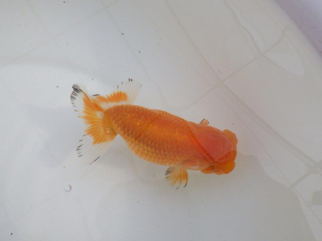 【岐阜超フンタンブリーダー】背中のラインが綺麗で水槽映え明け二歳らんちゅう 約12,5㎝ オス？