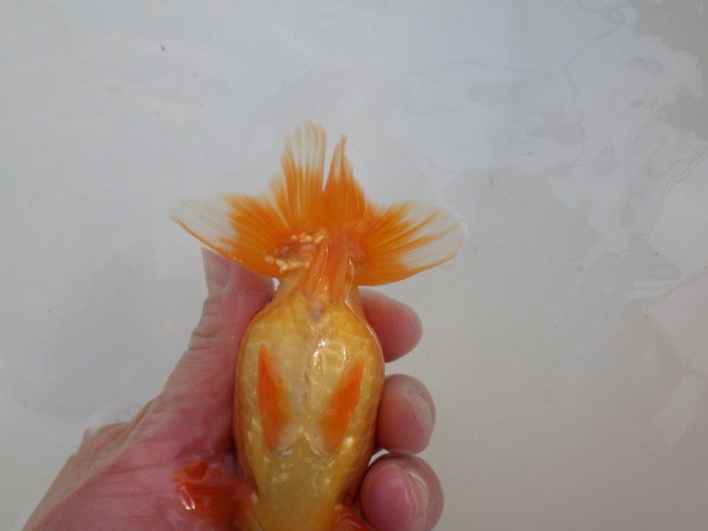 【岐阜超フンタンブリーダー】種にもお勧めの明け二歳らんちゅう 約12,5㎝ メス？