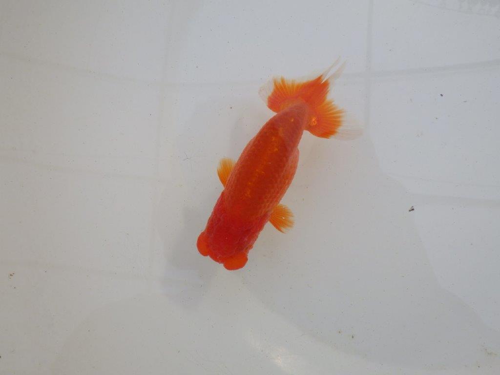 【岐阜超フンタンブリーダー】上見も横見も種にも勧め明け二歳らんちゅう 約12㎝の上身