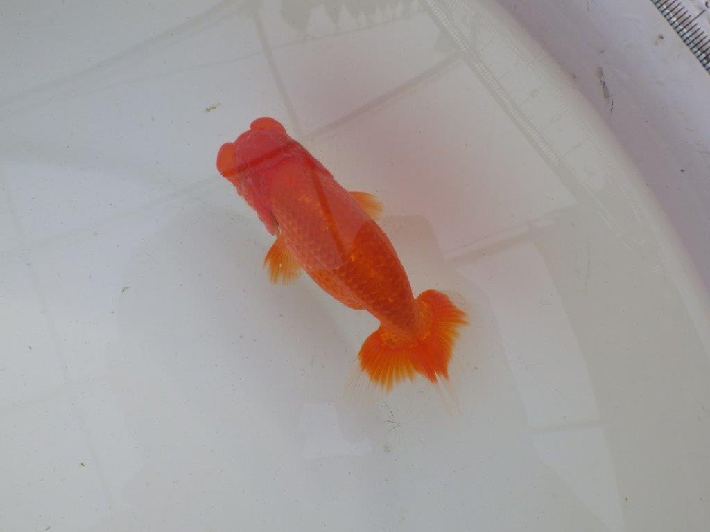 【岐阜超フンタンブリーダー】上見も横見も種にも勧め明け二歳らんちゅう 約12㎝