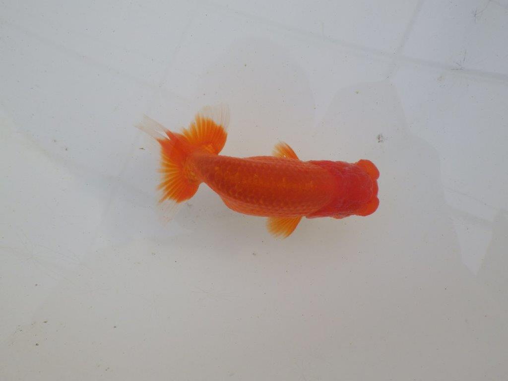 【岐阜超フンタンブリーダー】上見も横見も種にも勧め明け二歳らんちゅう 約12㎝