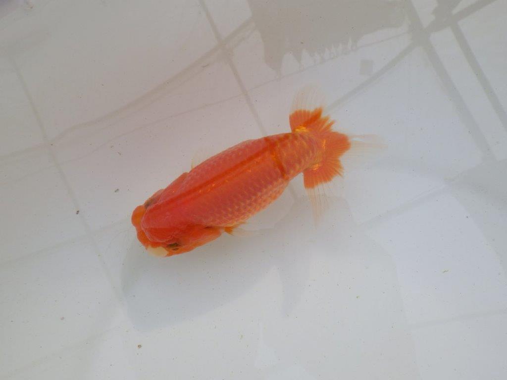 【岐阜超フンタンブリーダー】素晴らしい尾の雰囲気！明け二歳らんちゅう 約13㎝