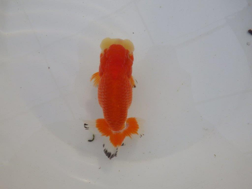 【岐阜超フンタンブリーダー】ご鑑賞お勧め可愛い更紗明け二歳らんちゅう 約13㎝ メス？