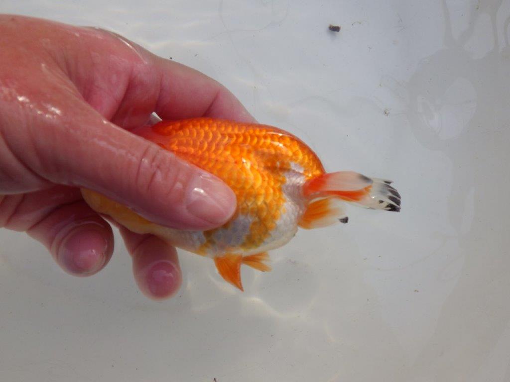 【岐阜超フンタンブリーダー】ご鑑賞お勧め可愛い更紗明け二歳らんちゅう 約13㎝ メス？